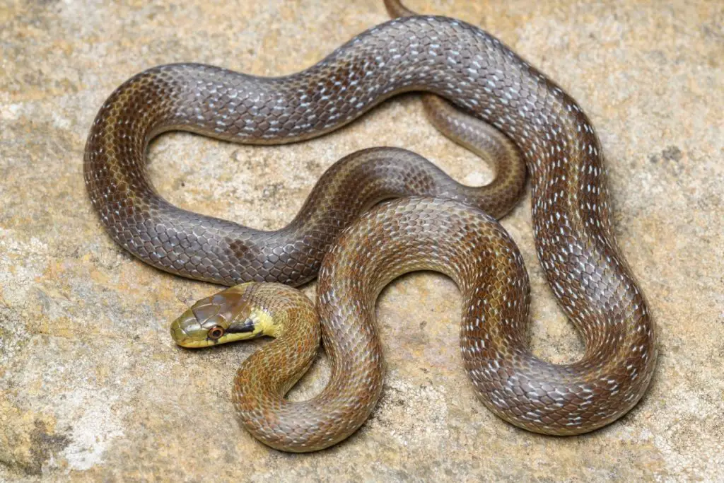 Snakes in Spain