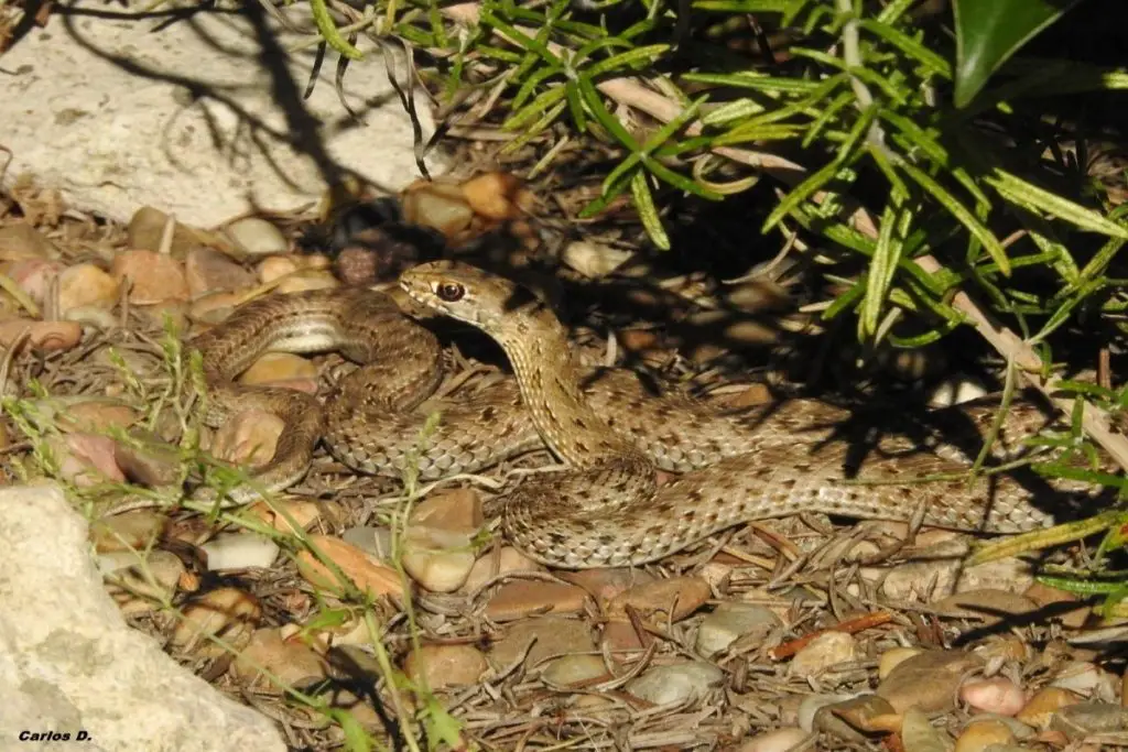 Snakes in Spain