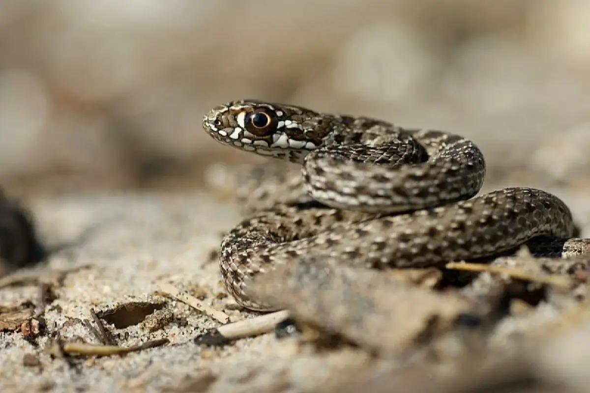 Snakes of Spain
