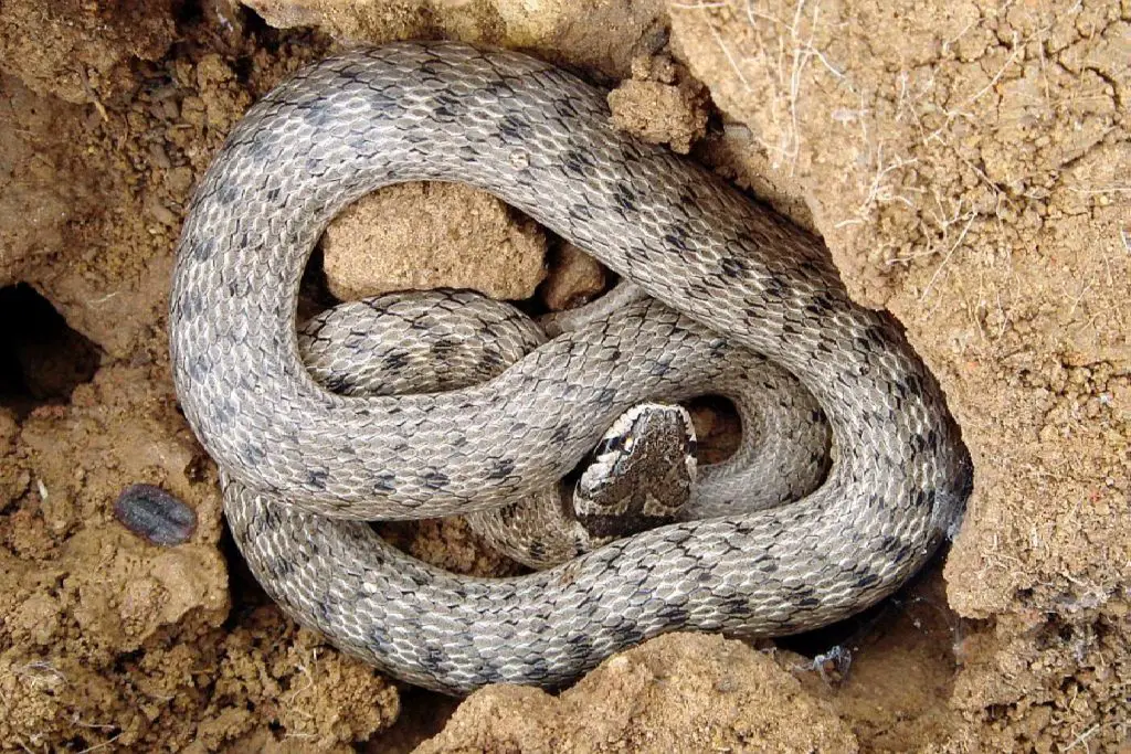 Snakes of Spain