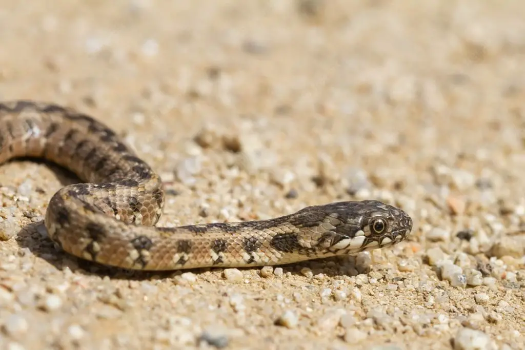 Snakes of Spain