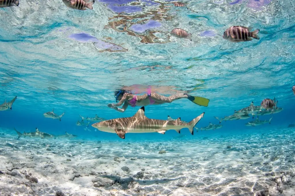 Bora Bora Sharks