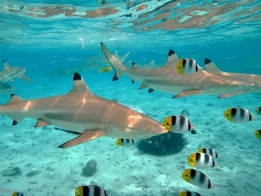 Sharks in Bora Bora (8 Amazing Facts)