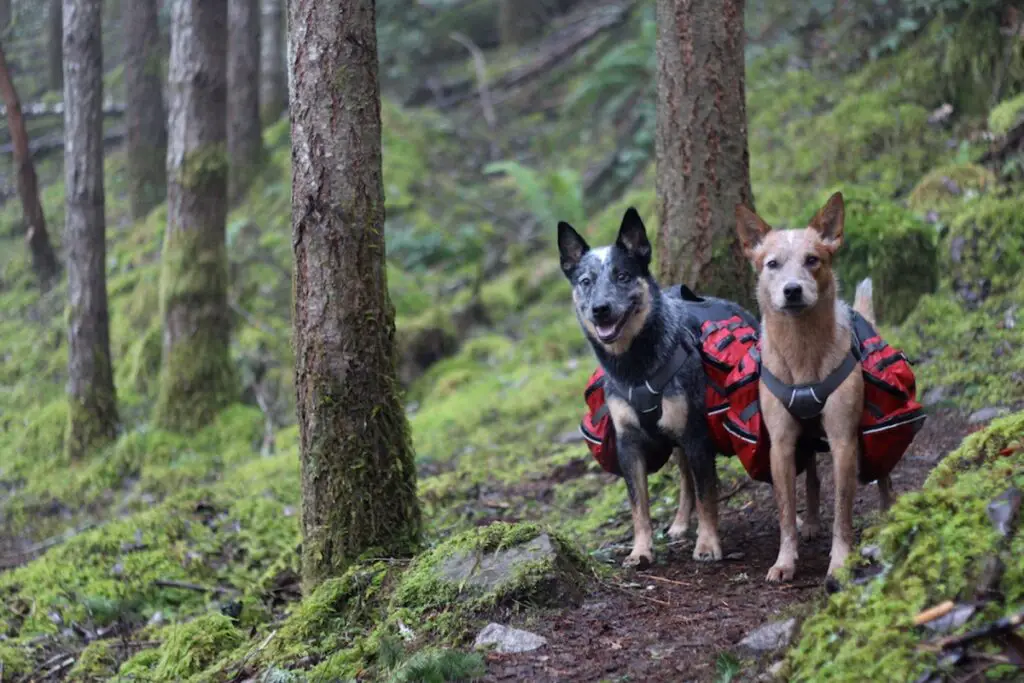 Backpacking with Dogs