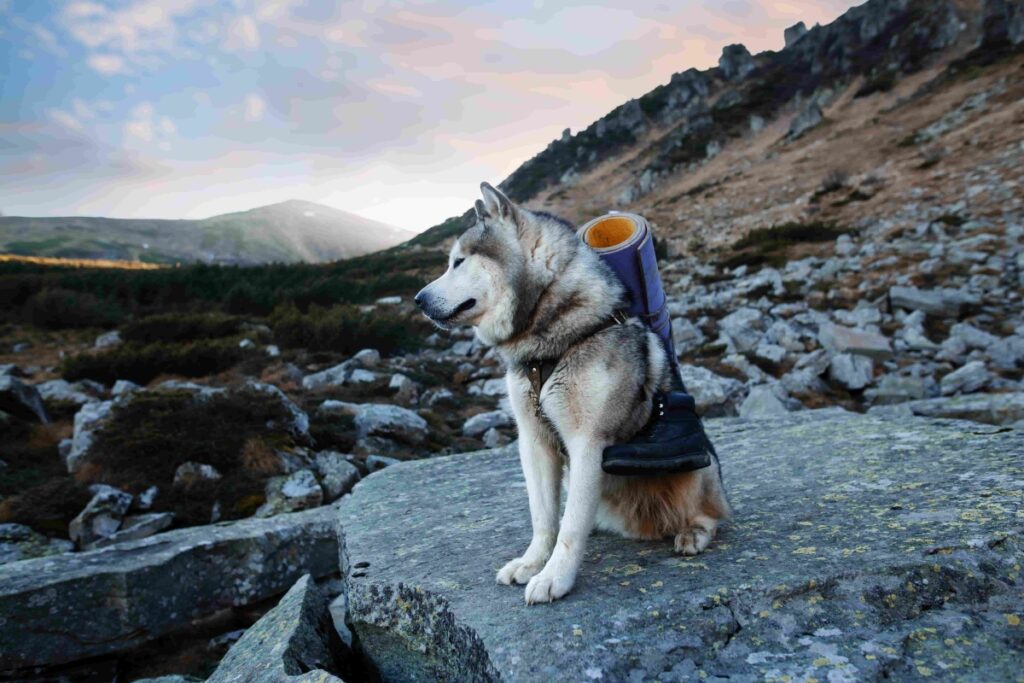 Backpacking with Dogs